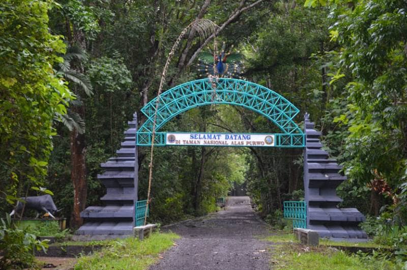 10 Wisata Hutan di Jawa Timur Yang Instagenic