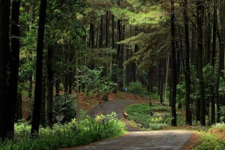 hutan pinus gunung pancar