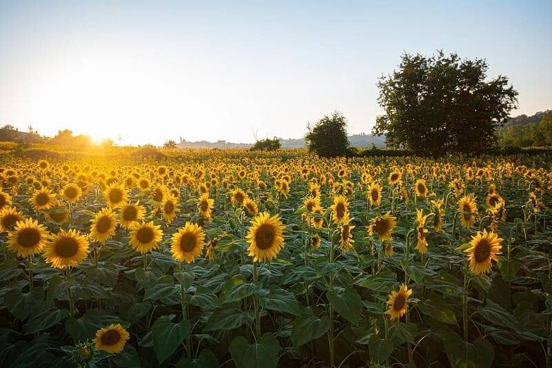 Kebun Bunga Matahari Forks Are, Tennessee