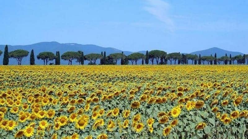 Kebun Bunga Matahari di Italia
