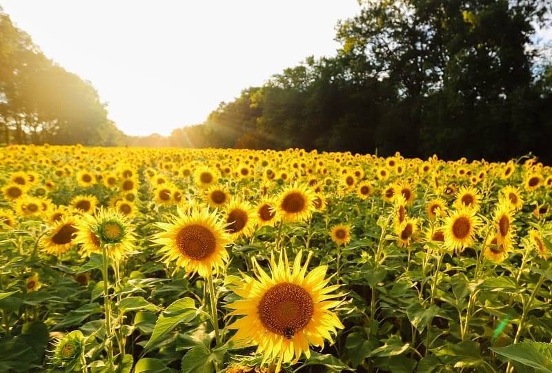 Kebun Bunga Matahari Poolesville Maryland