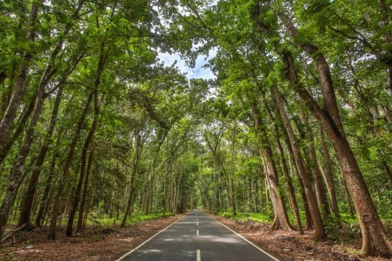 Taman Nasional Alas Purwo