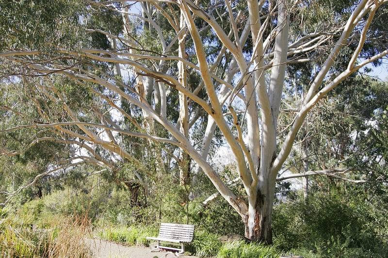 Australian Botanical Garden