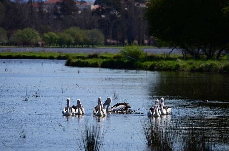 Jerrabomberra Wetlands