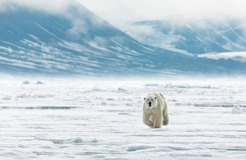 Melihat Beruang Kutub di alam liar