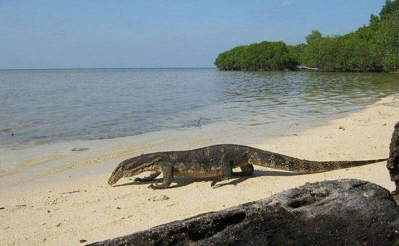 pulau biawak