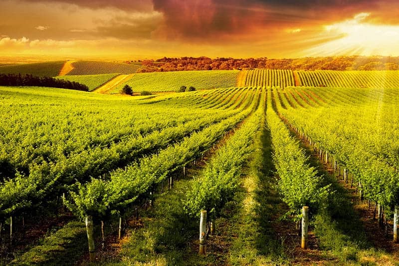 Barossa Valley Wineries