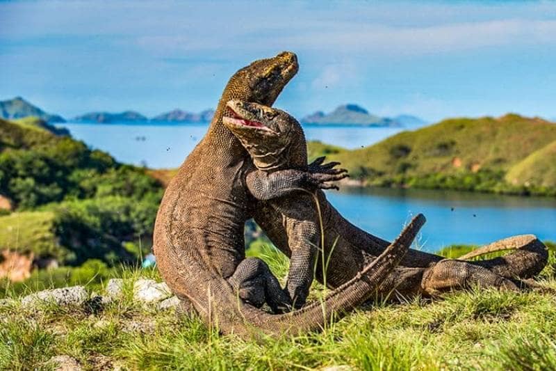 taman nasional Komodo