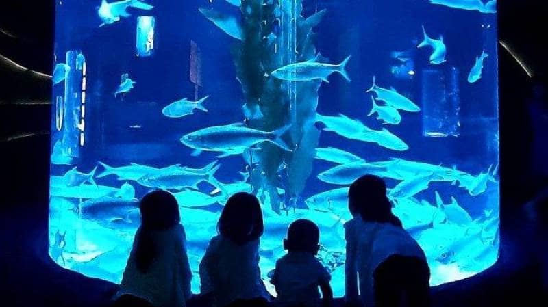 Jakarta Aquarium Safari