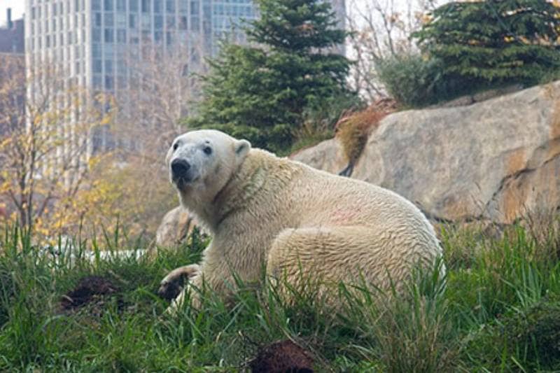 lincoln park zoo