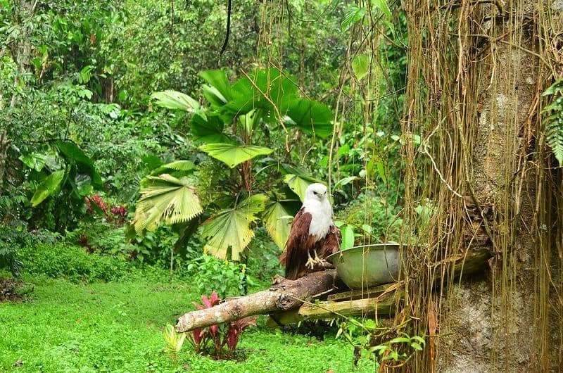 Pusat Penangkaran Elang Filipina