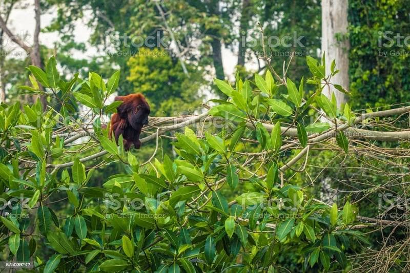 taman nasional manu