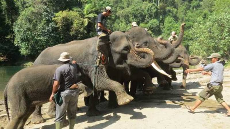 wisata atraksi gajah