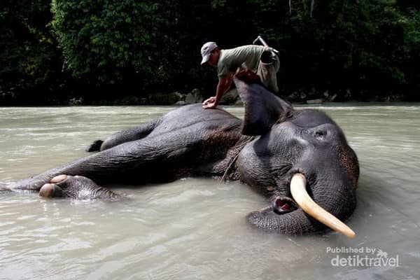 wisata memandikan gajah