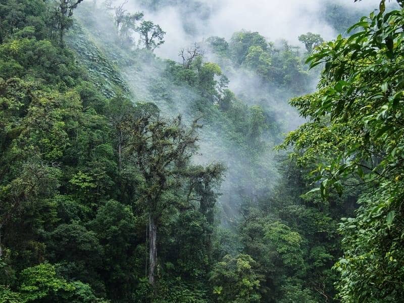 Hutan Awan Monteverde