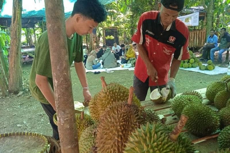 Spot Sop Durian Z3