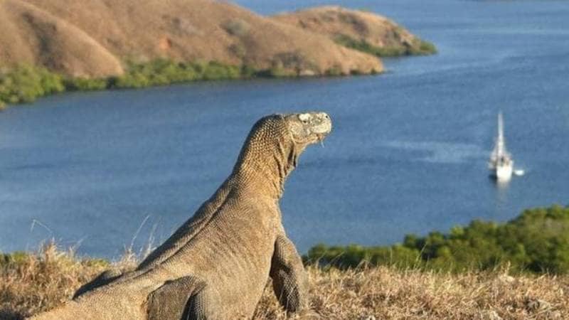 Taman Nasional Pulau Komodo