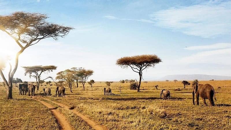 Taman Nasional Serengeti