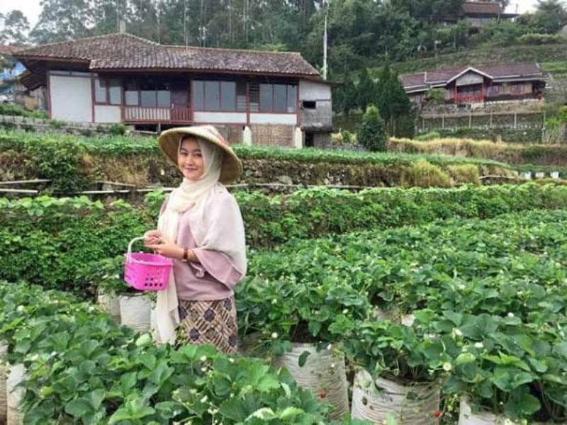 Kebun Strawberry Ciwidey