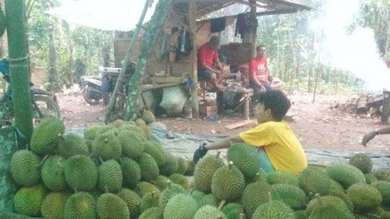 Wisata Durian H. Haqu’i