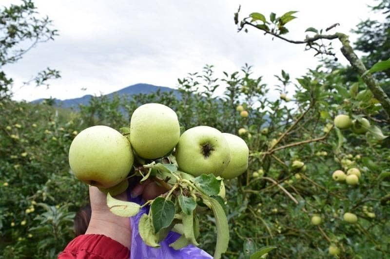 wisata petik apel agro rakyat