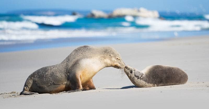 kangaroo island pulau terindah di australia