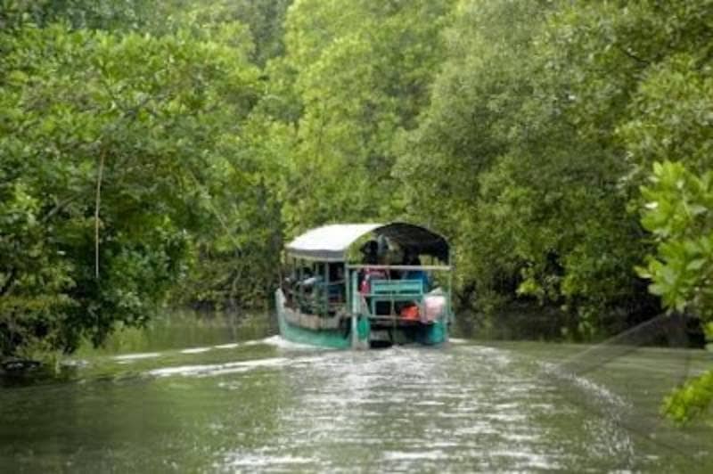 mangrove bedul