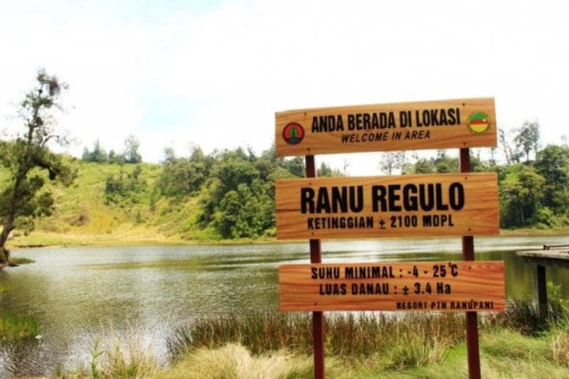 ranu regulo