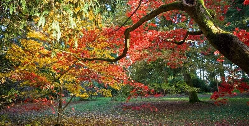 Westonbirt the national arboretum kebun raya di inggris