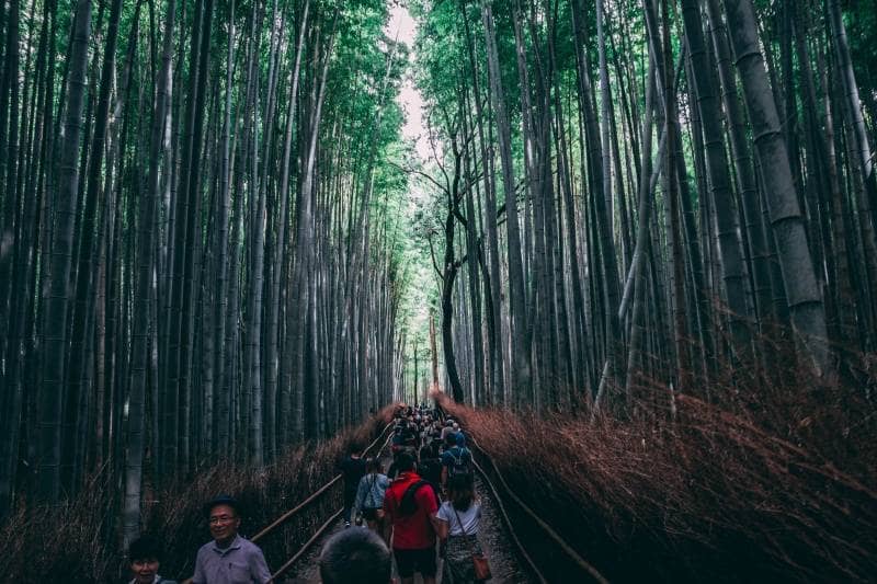 arashiyama bamboo grove