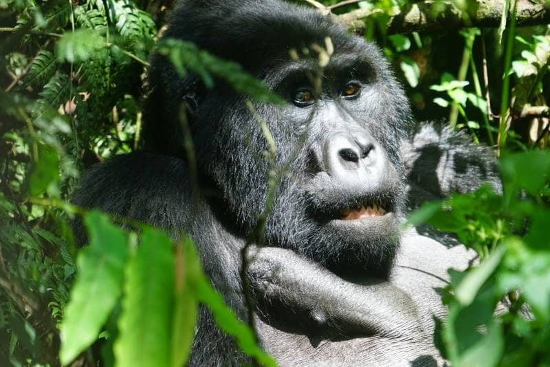 bwindi impenetrable forest