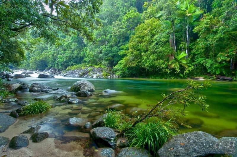 daintree forest