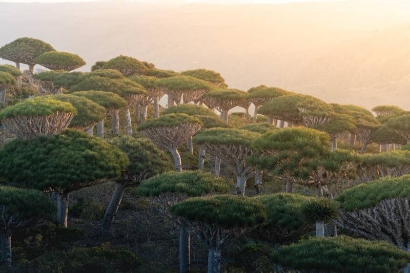 dragon's blood forest