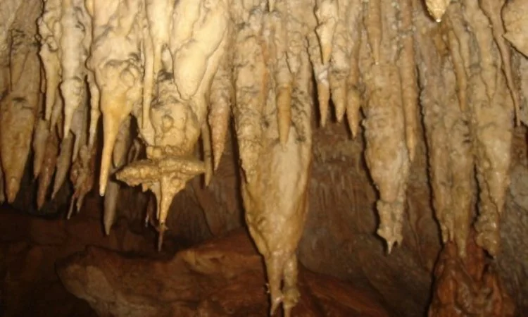 gua kaisabu