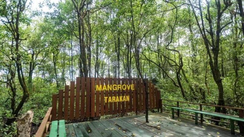 konservasi mangrove dan bekantan