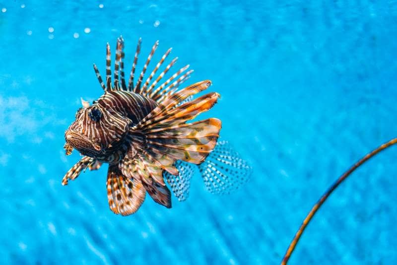 lionfish ikan paling berbahaya di laut