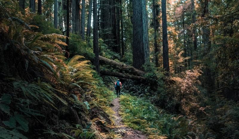 redwood national and state parks