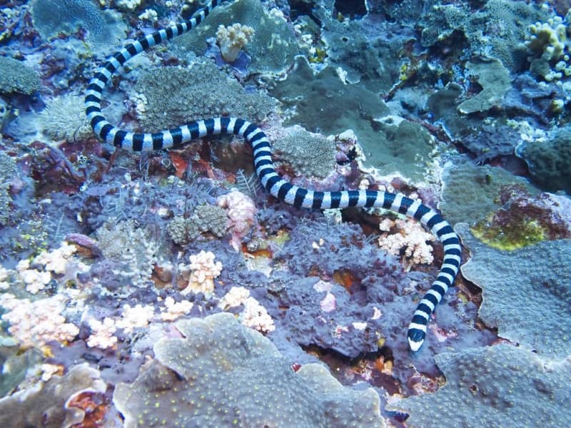 ular laut