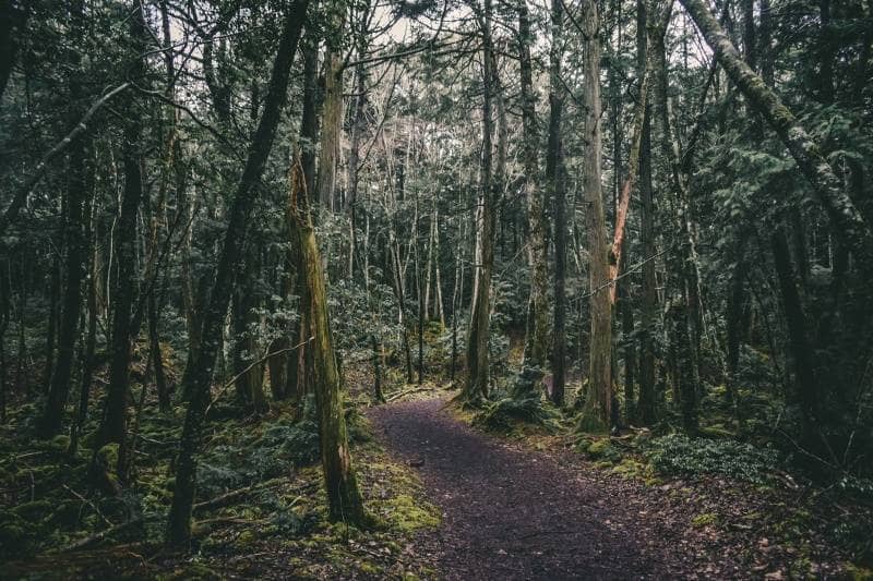 tempat paling misterius di dunia aokigahara