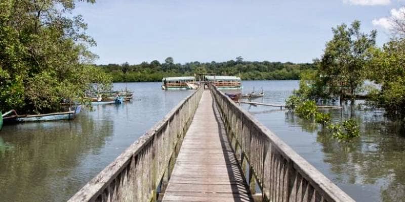 mangrove bedul ecotourism