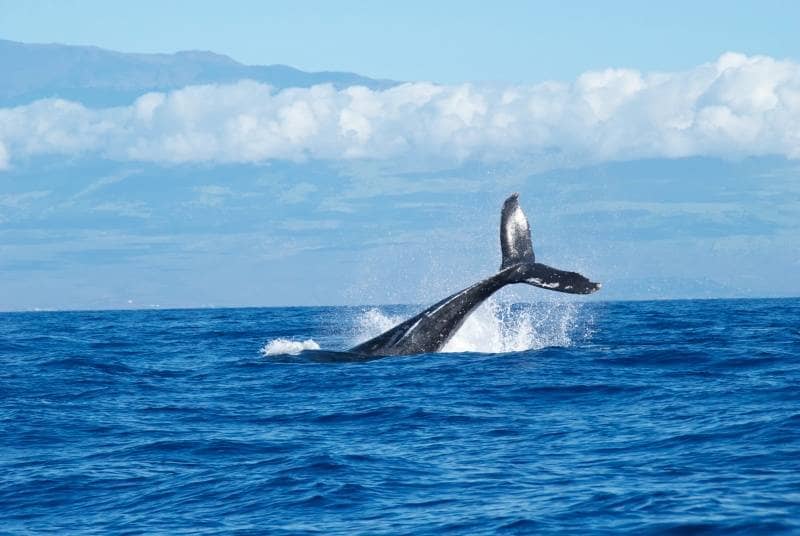 maui hawaii