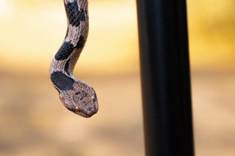 snake island tempat paling misterius di dunia