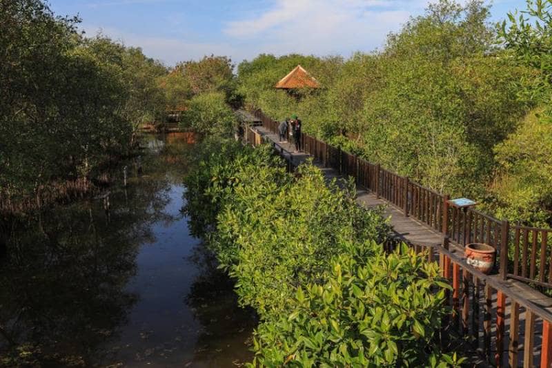ekowisata mangrove wonorejo