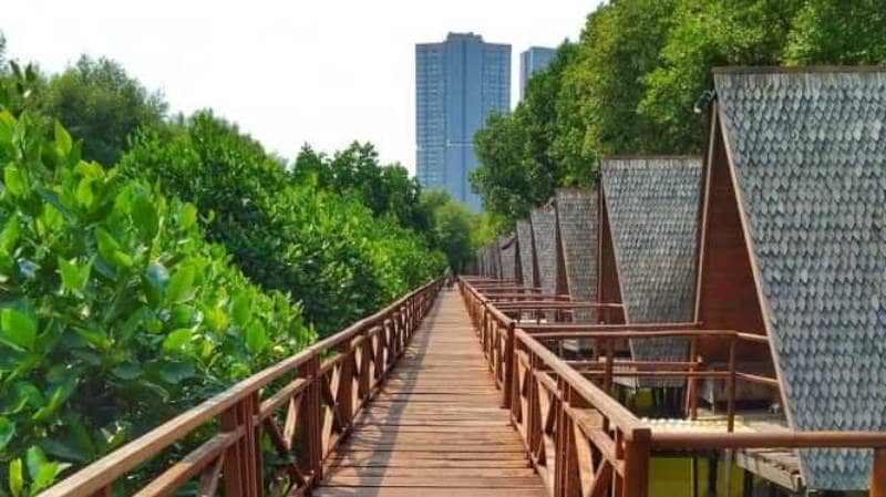 hutan mangrove pantai indah kapuk