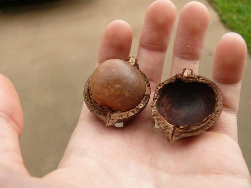 kacang macadamia oleh-oleh khas australia