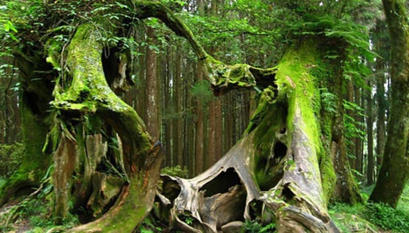 hutan terseram di dunia