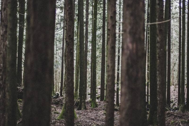 hutan aokigahara the suicide forest