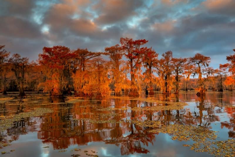 caddo lake america