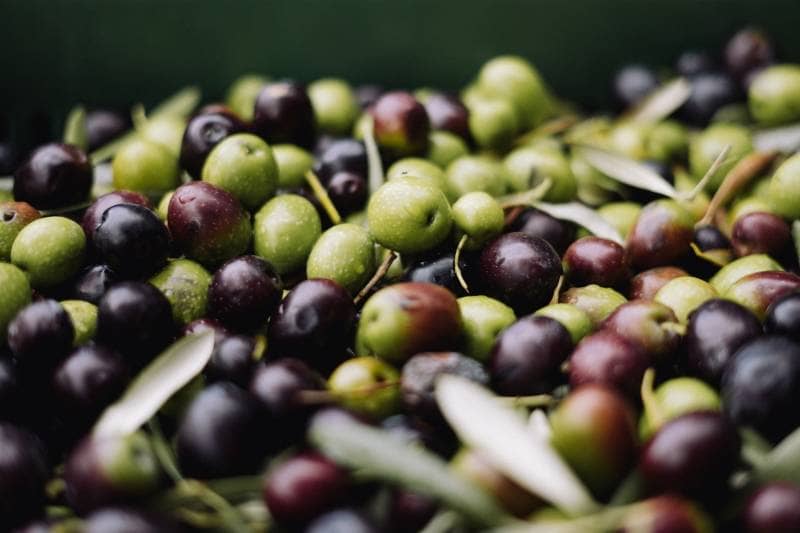 buah zaitun olive oil oleh-oleh yunani 