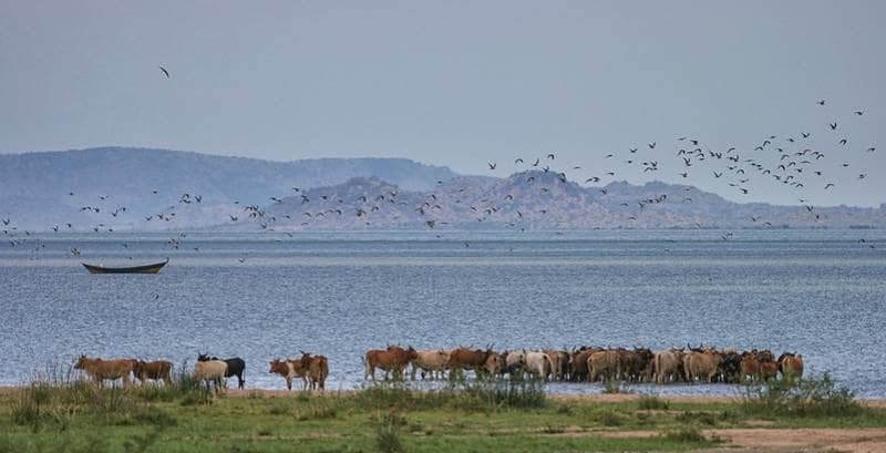 danau victoria terbesar di afrika